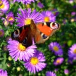 caregiver - stress relief tips